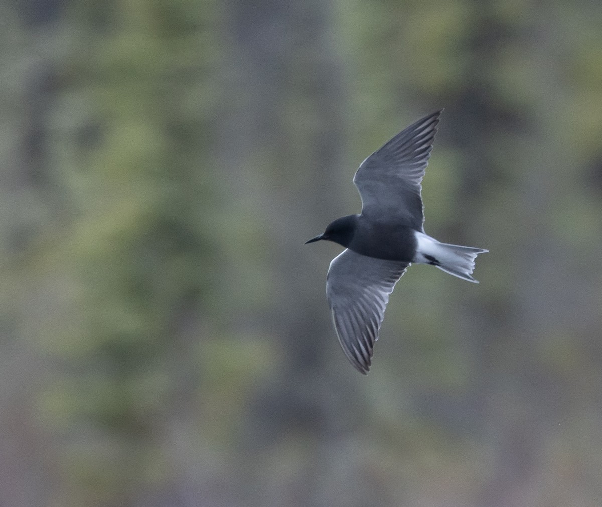 Black Tern - Caroline Lambert