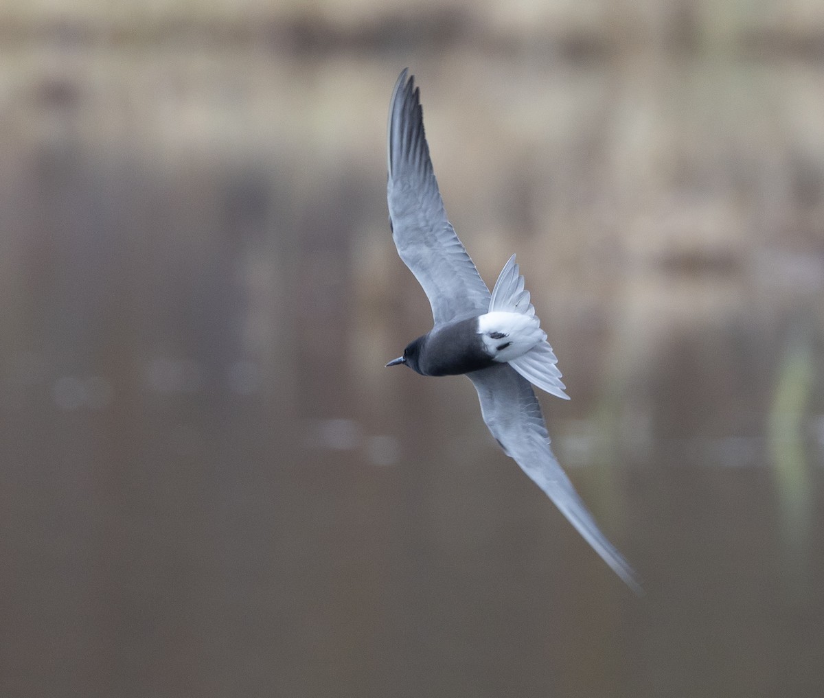 Black Tern - Caroline Lambert