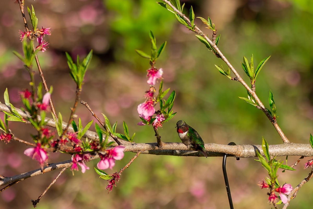 Ruby-throated Hummingbird - Maren Slay