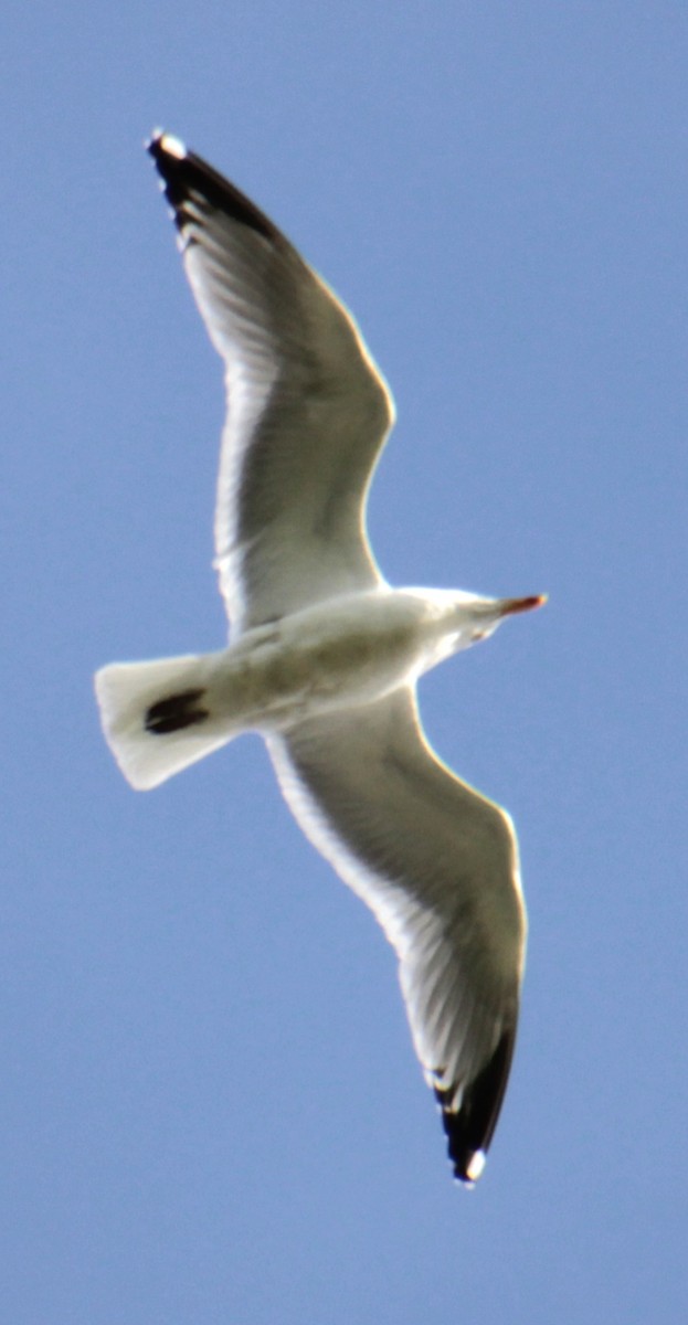 Herring Gull (American) - Samuel Harris