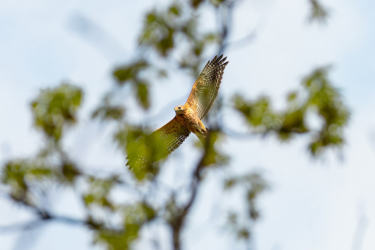 Red-shouldered Hawk - Maren Slay