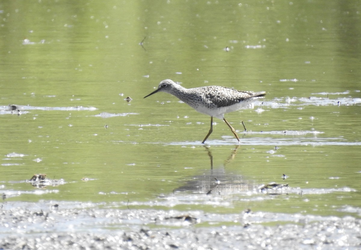 Lesser Yellowlegs - T C