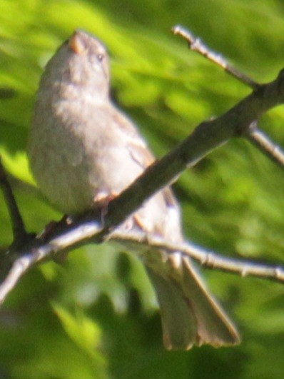 House Sparrow - Samuel Harris