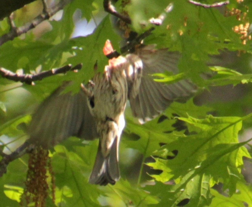 House Finch - Samuel Harris