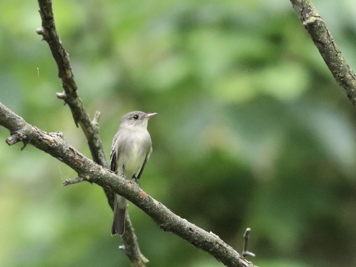 Eastern Wood-Pewee - ML619209149