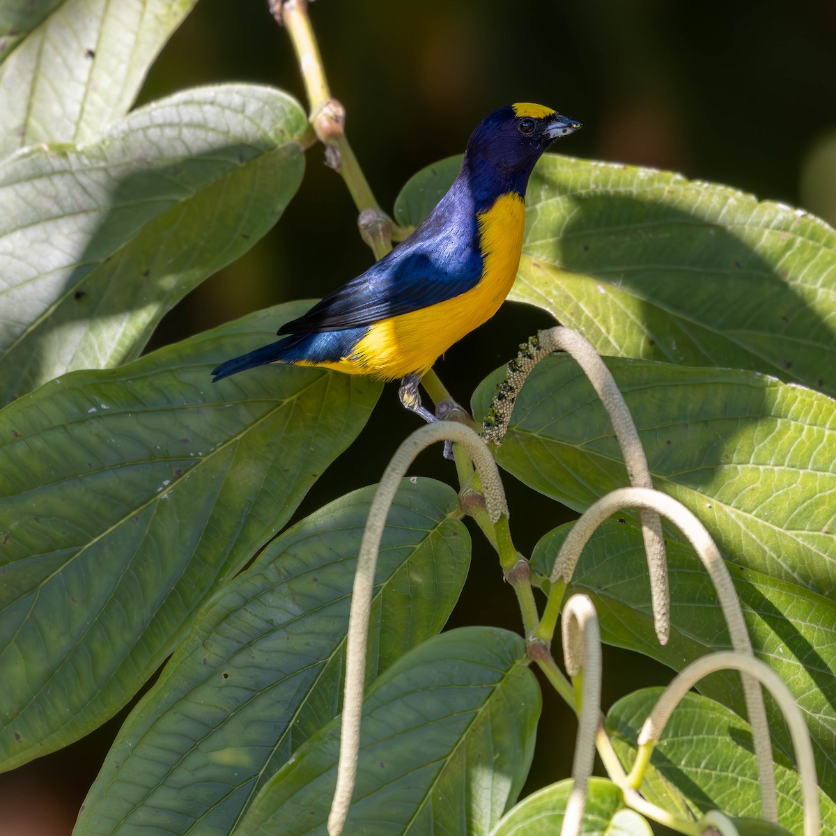 Purple-throated Euphonia - Katia Oliveira