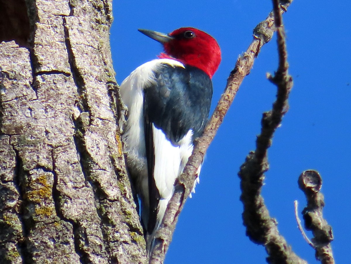 Red-headed Woodpecker - Charles Henrikson