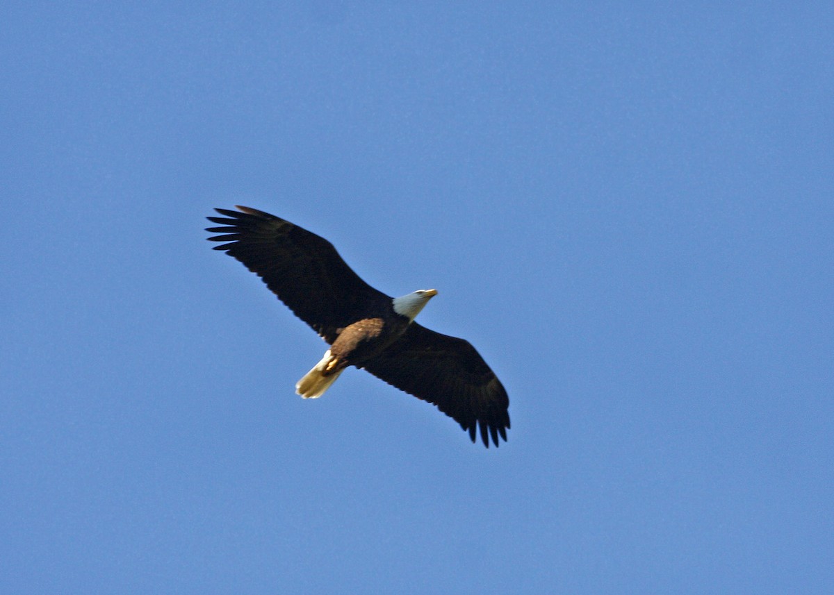 Bald Eagle - ML619209167