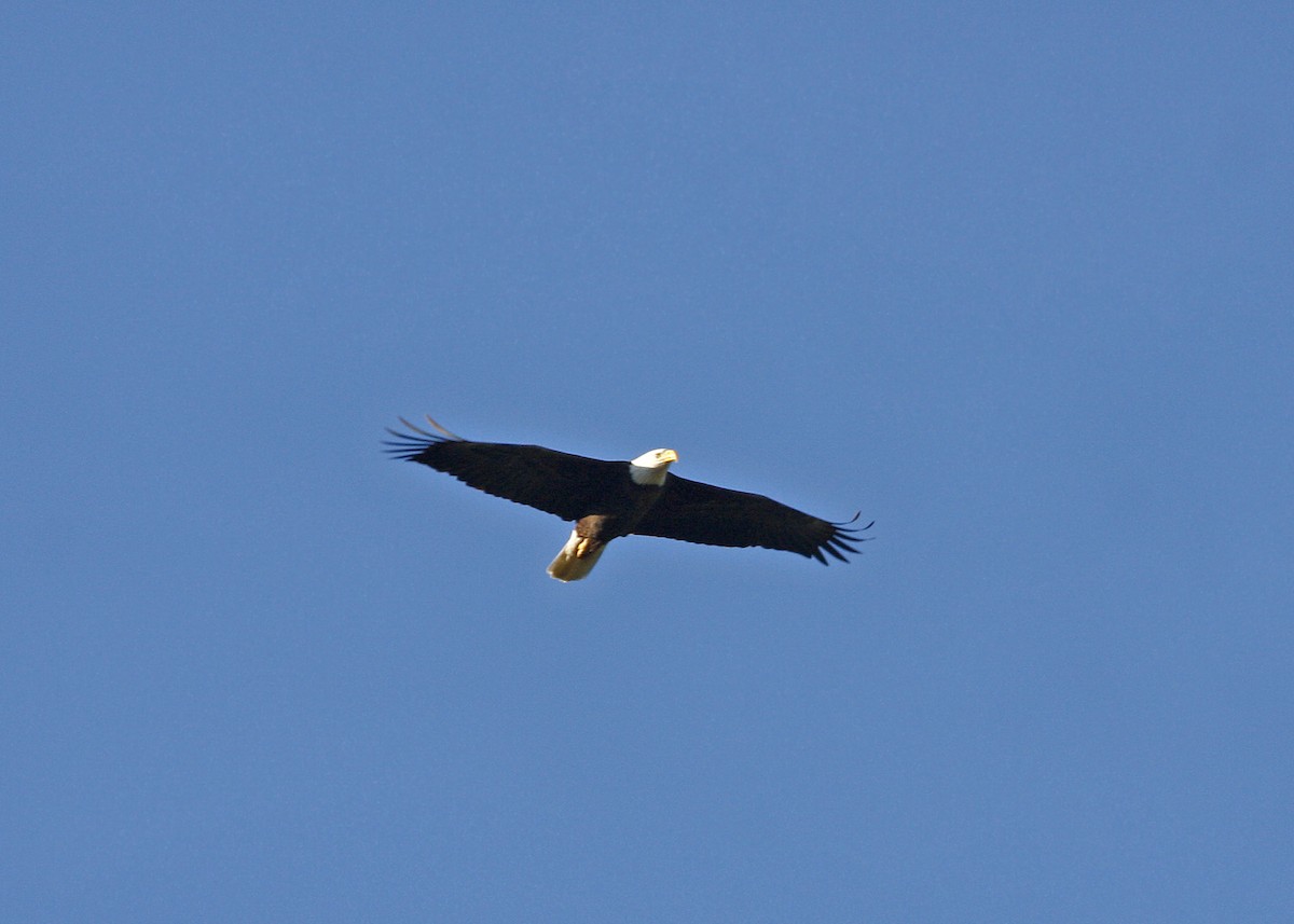 Bald Eagle - ML619209168