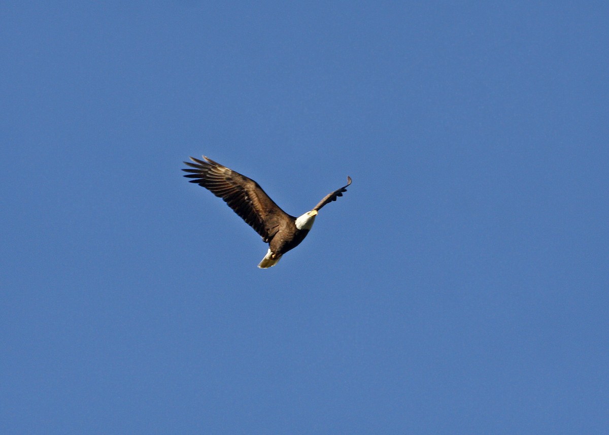 Bald Eagle - William Clark