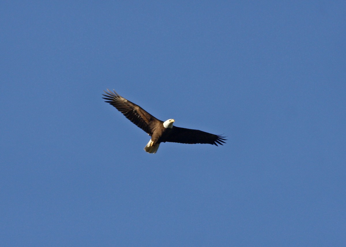 Bald Eagle - William Clark