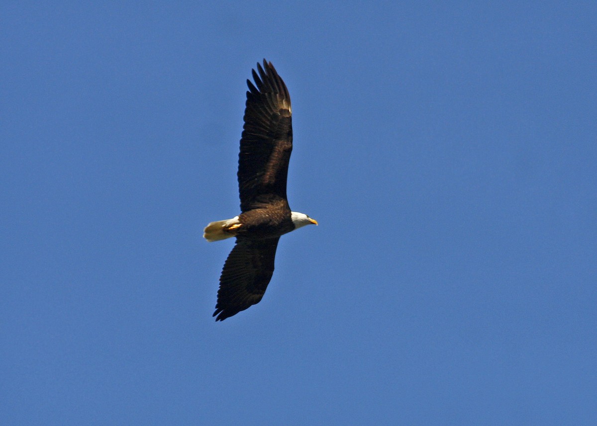 Bald Eagle - William Clark