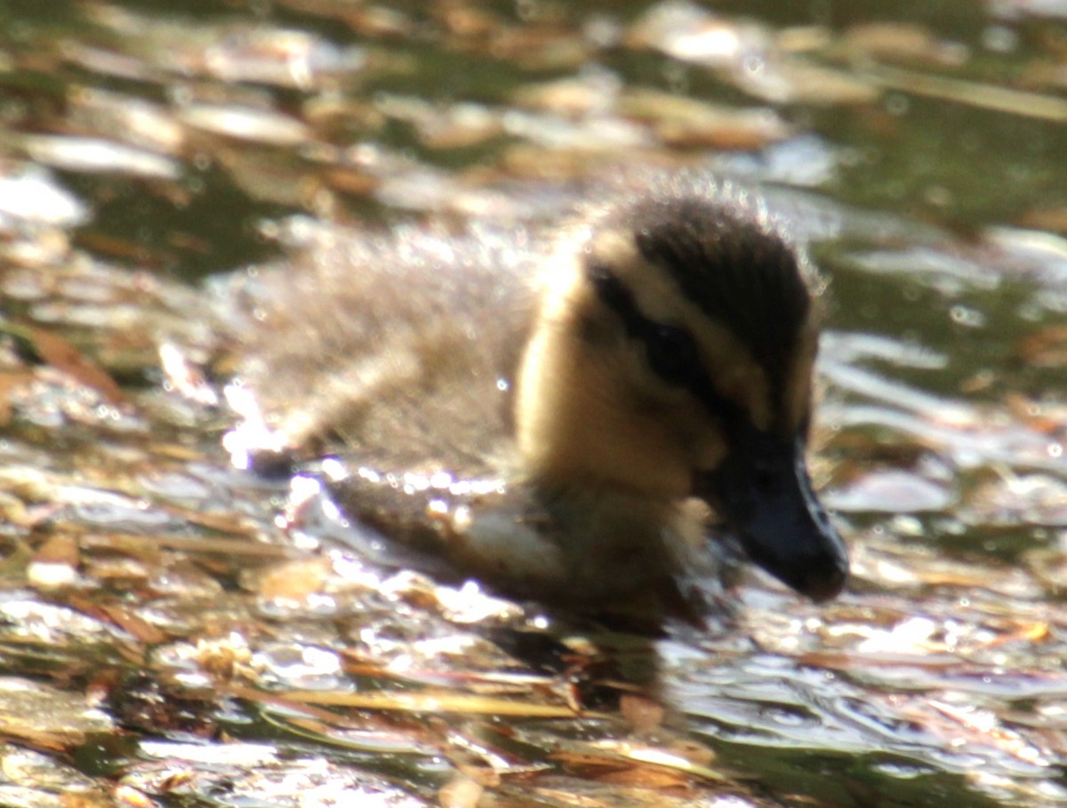 Mallard - Samuel Harris