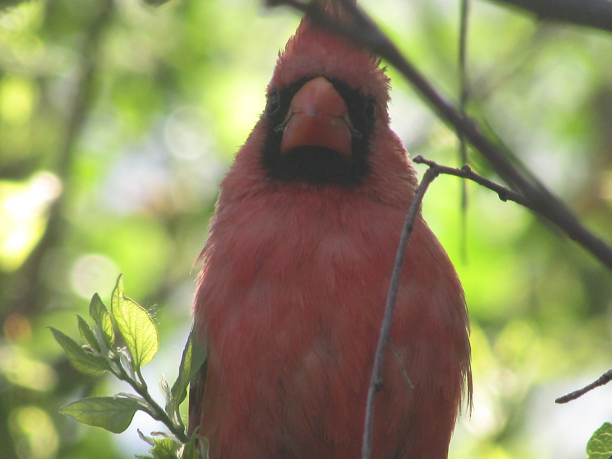 Northern Cardinal - Felice  Lyons