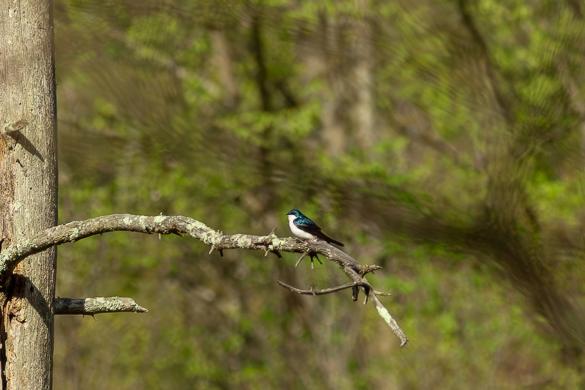 Tree Swallow - Maren Slay