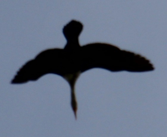Double-crested Cormorant - Samuel Harris