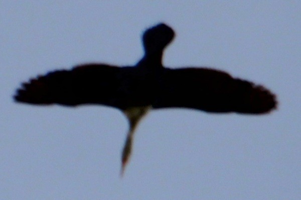 Double-crested Cormorant - Samuel Harris