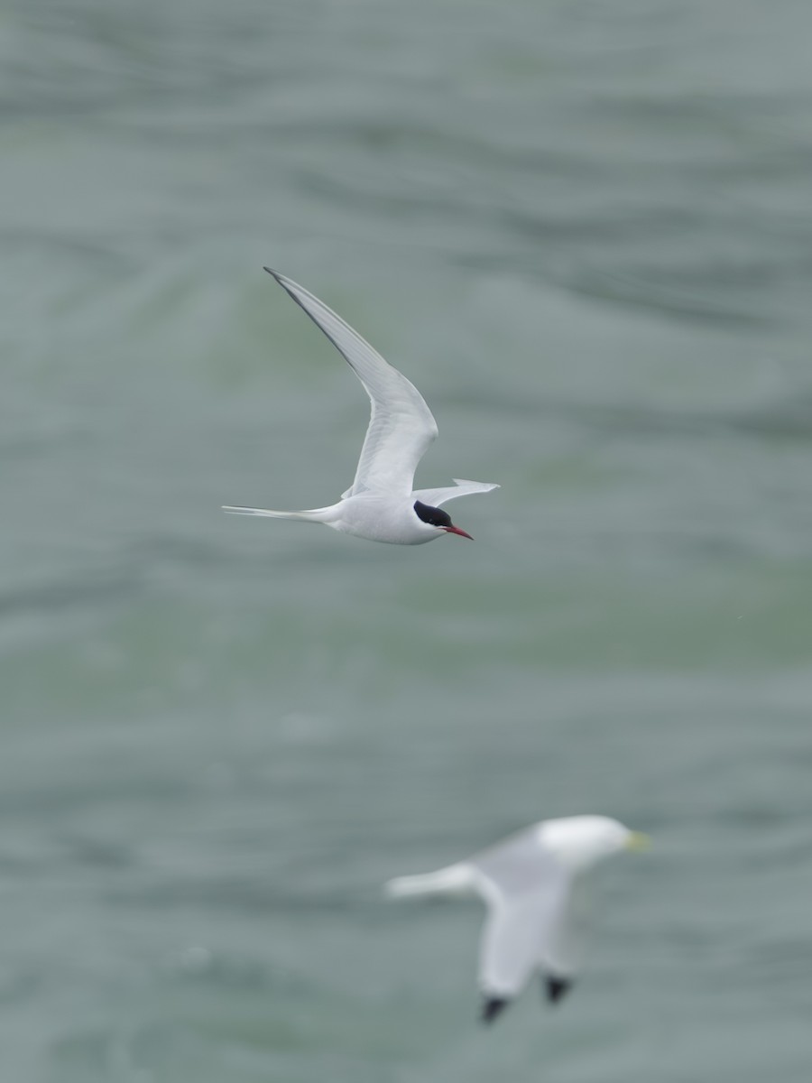 Arctic Tern - Lisa Hansen