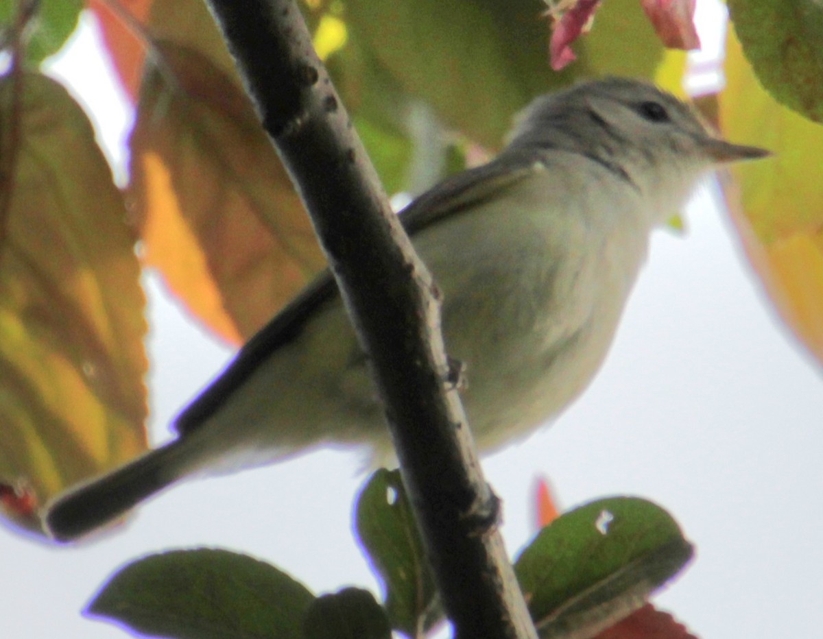 Warbling Vireo (Eastern) - Samuel Harris