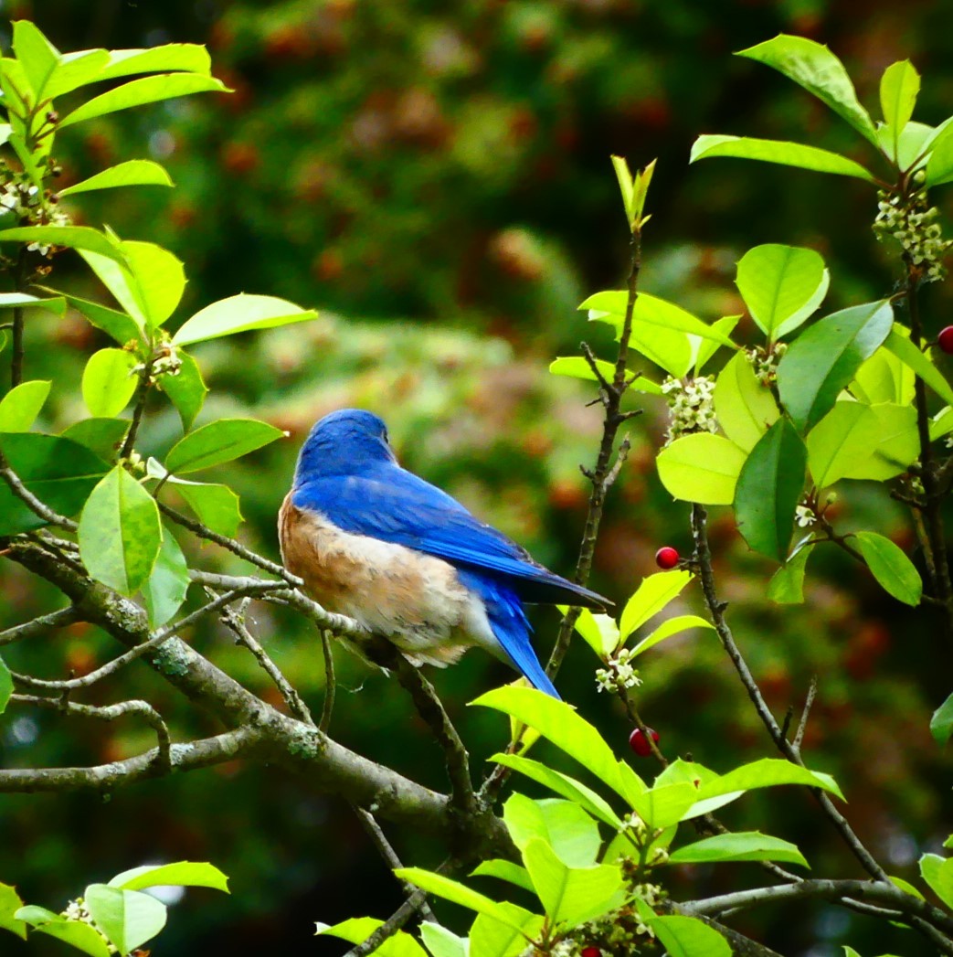 Eastern Bluebird - Susie BDC