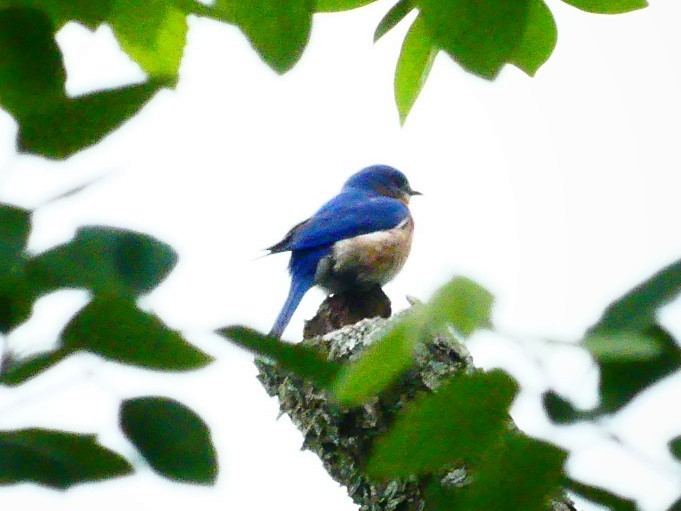 Eastern Bluebird - Susie BDC