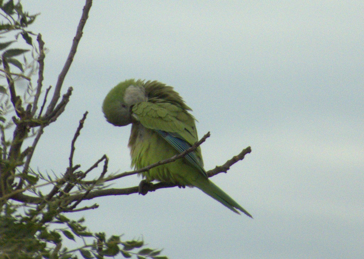 Monk Parakeet - Edgardo Oscar Pic