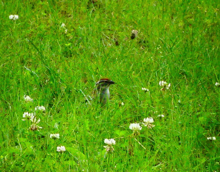 Chipping Sparrow - Susie BDC