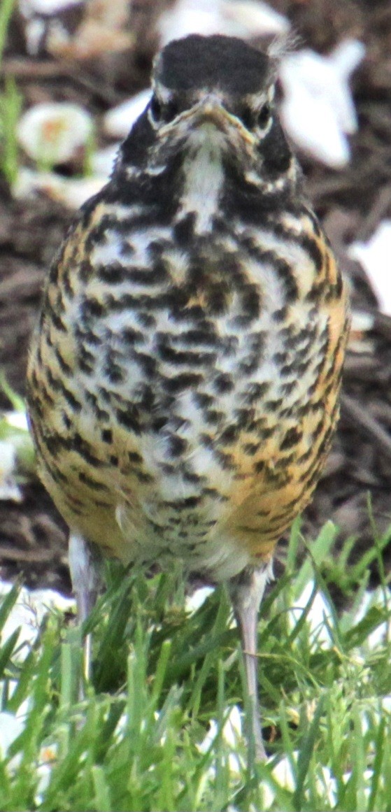 American Robin - ML619209242