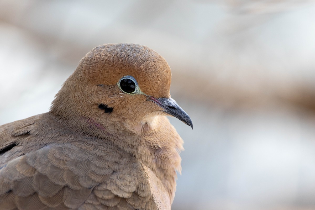 Mourning Dove - Yifei Ma