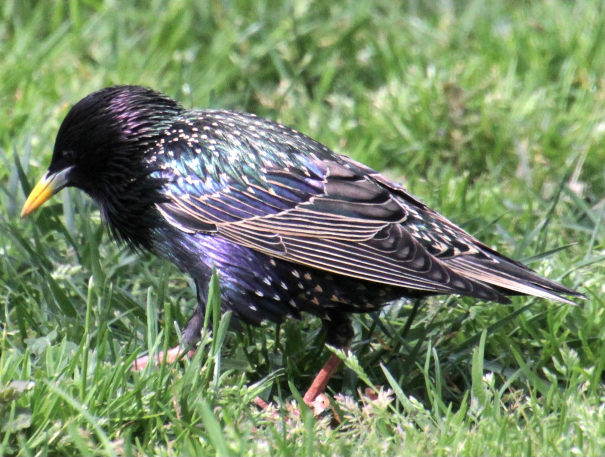 European Starling - Samuel Harris