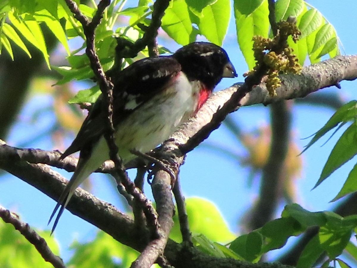 Rose-breasted Grosbeak - Charles Henrikson