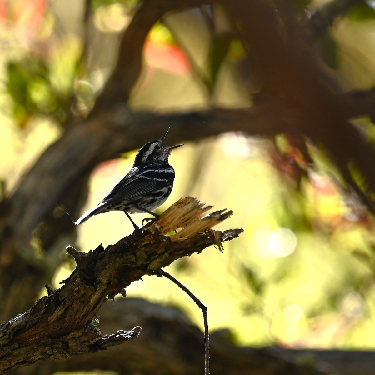 Black-and-white Warbler - ML619209279