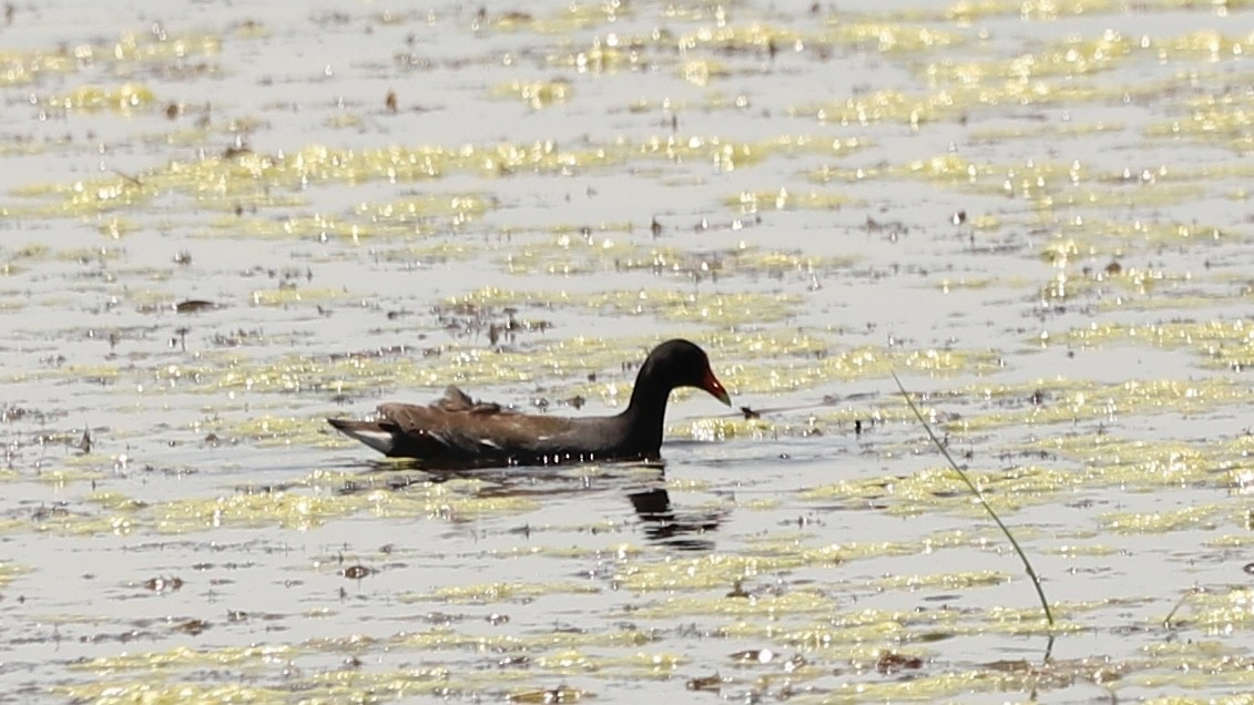 Common Gallinule - Emily Gambone