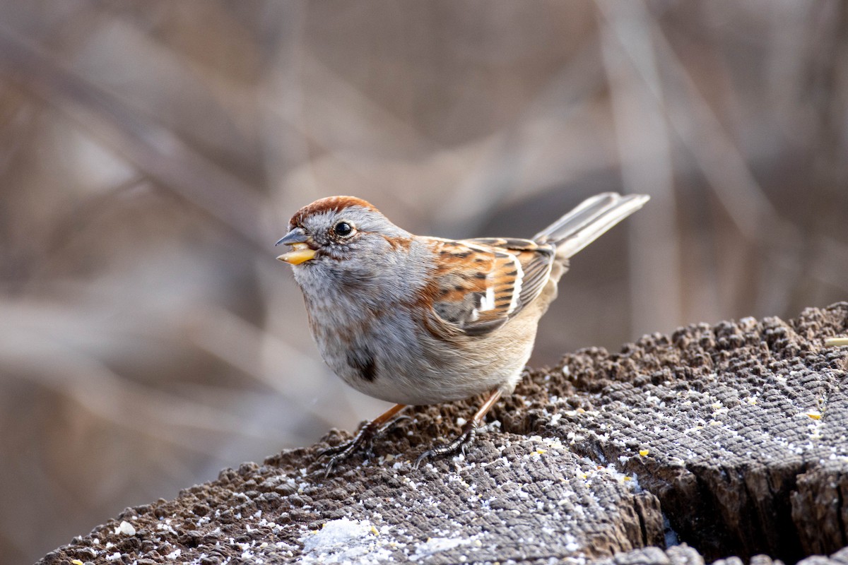 American Tree Sparrow - Yifei Ma