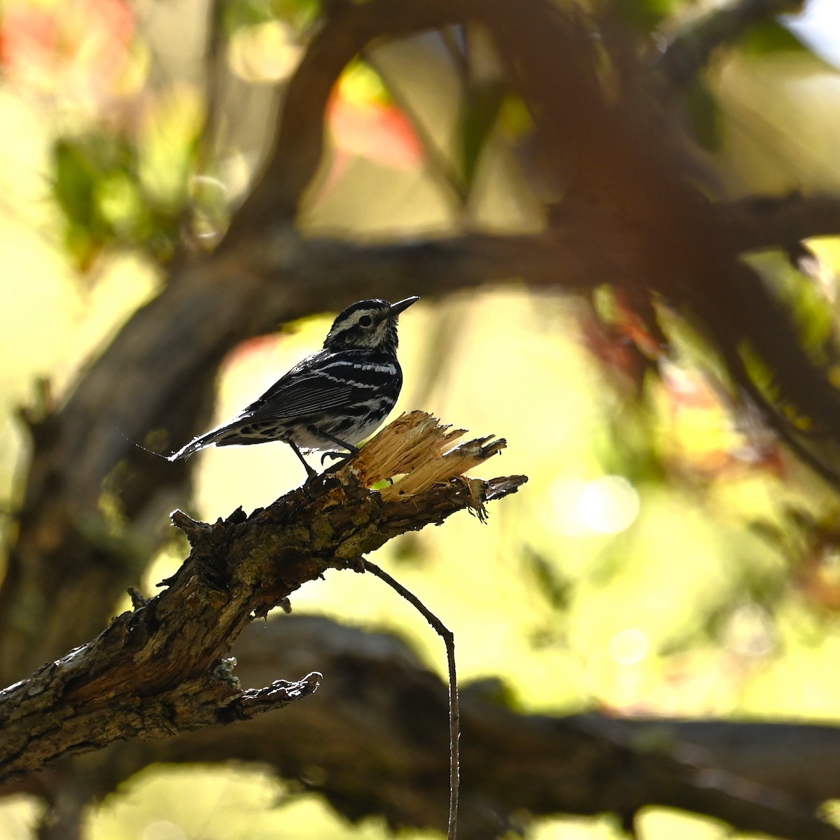 Black-and-white Warbler - ML619209304
