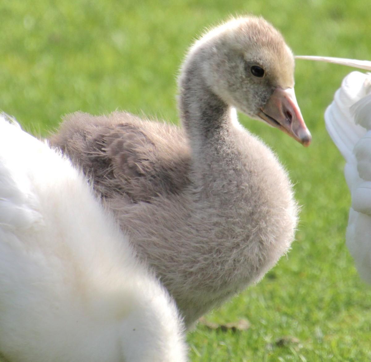 Domestic goose sp. (Domestic type) - Samuel Harris