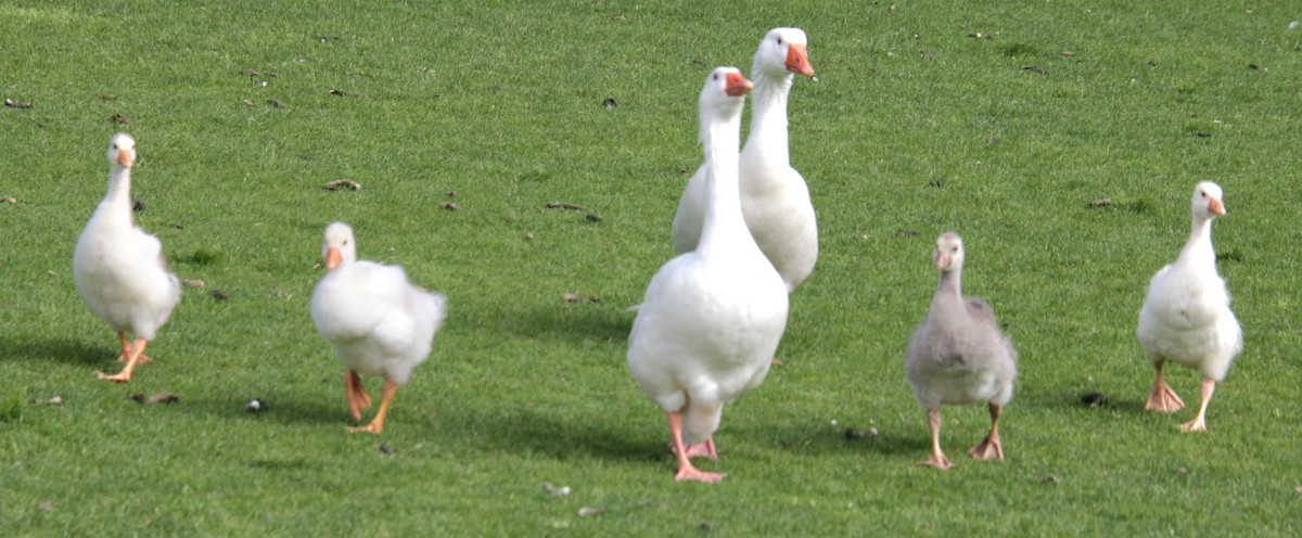 Domestic goose sp. (Domestic type) - Samuel Harris