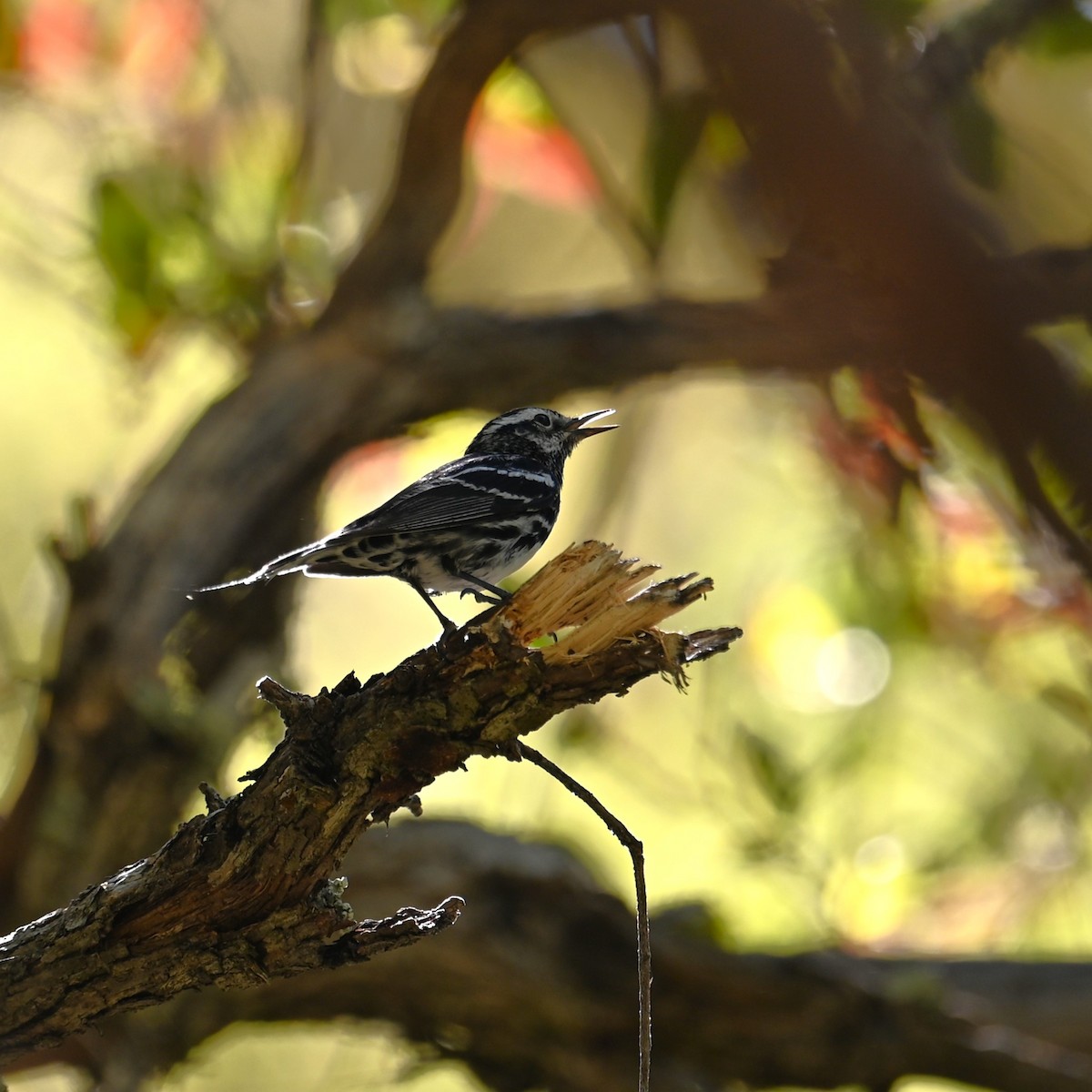 Black-and-white Warbler - ML619209336
