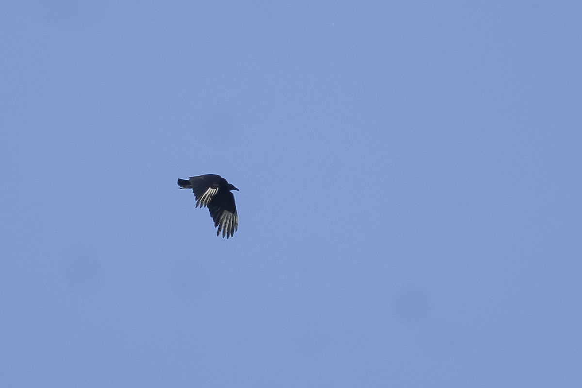 Black Vulture - ML619209350