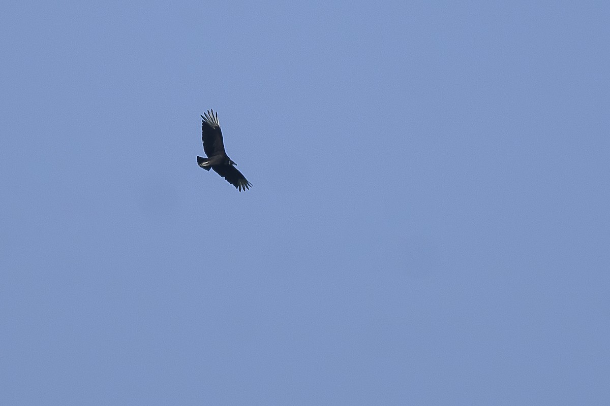 Black Vulture - ML619209351