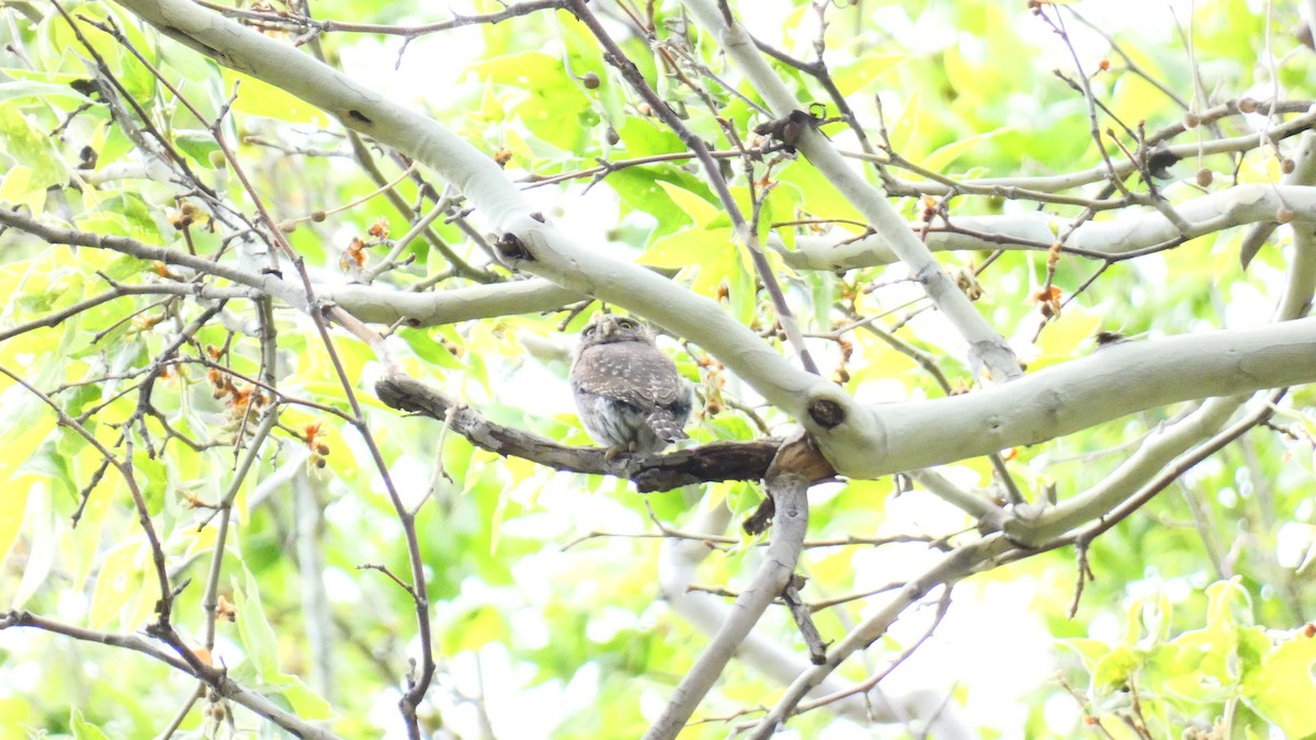 Northern Pygmy-Owl - Jan Michalak