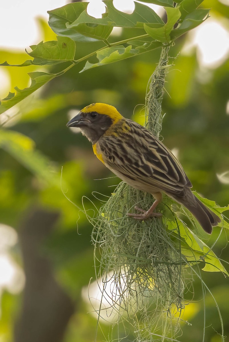 Baya Weaver - Neeraja V