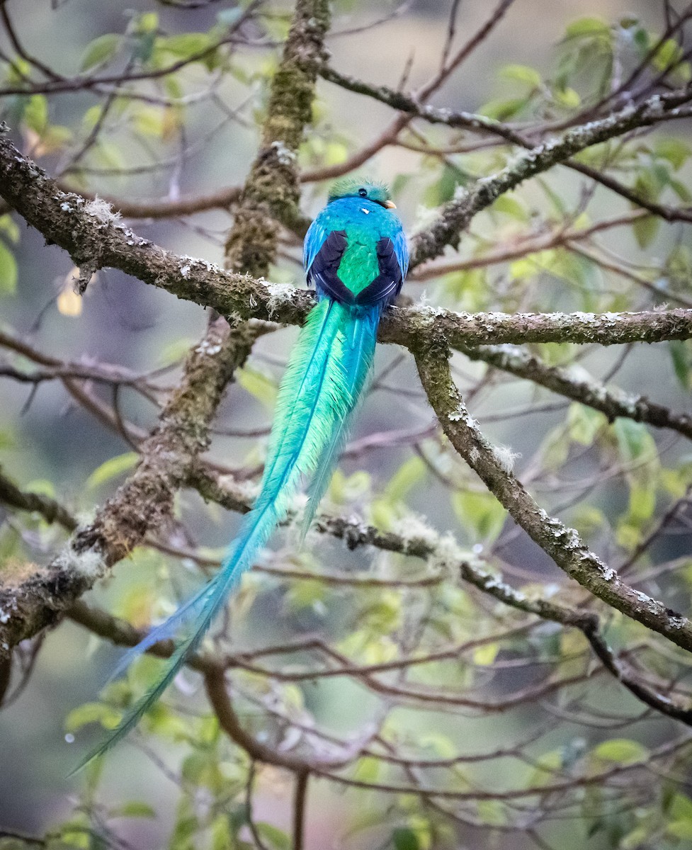 Resplendent Quetzal - Vivian Fung