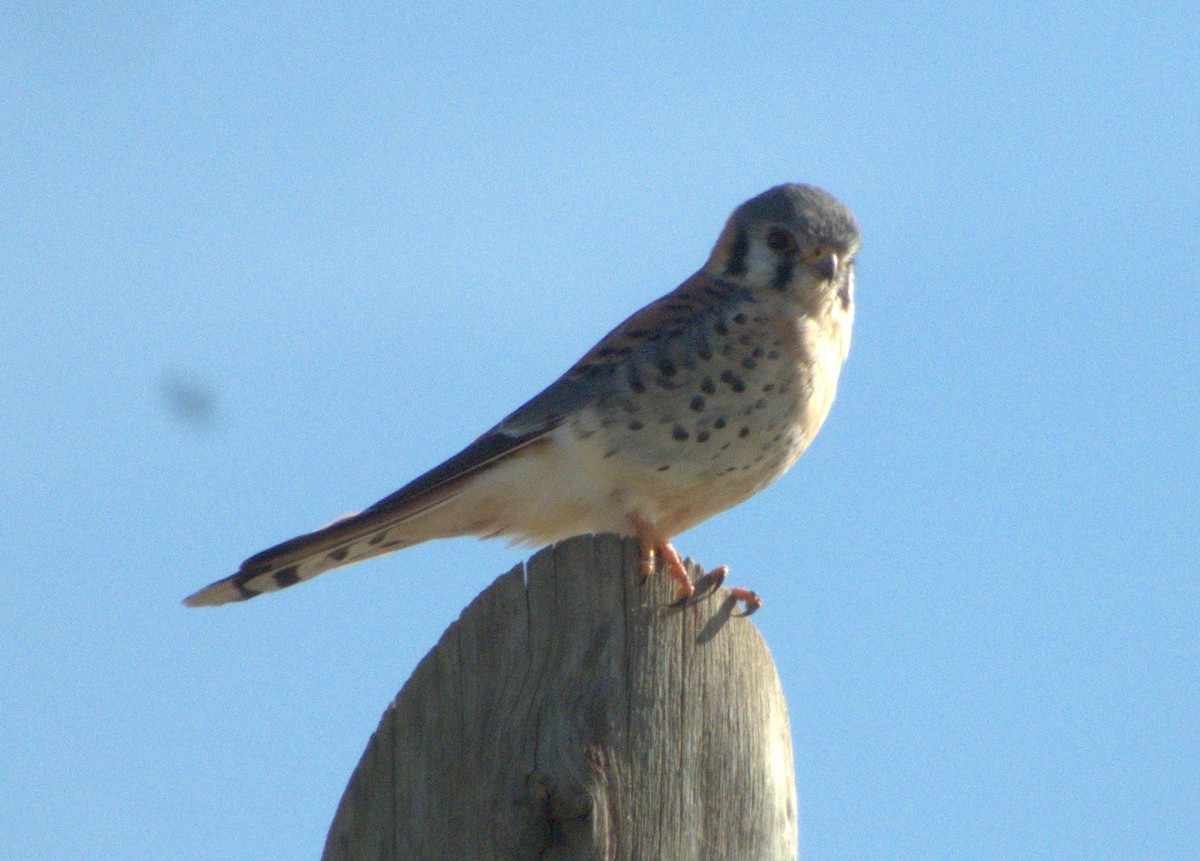 American Kestrel - Edgardo Oscar Pic