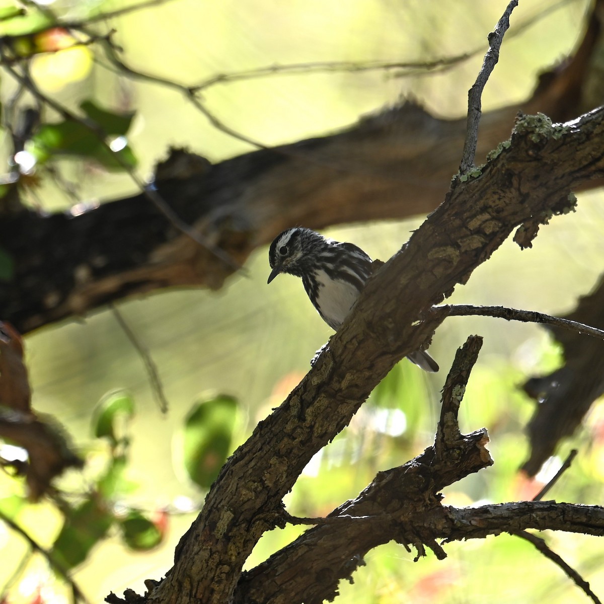Black-and-white Warbler - ML619209372