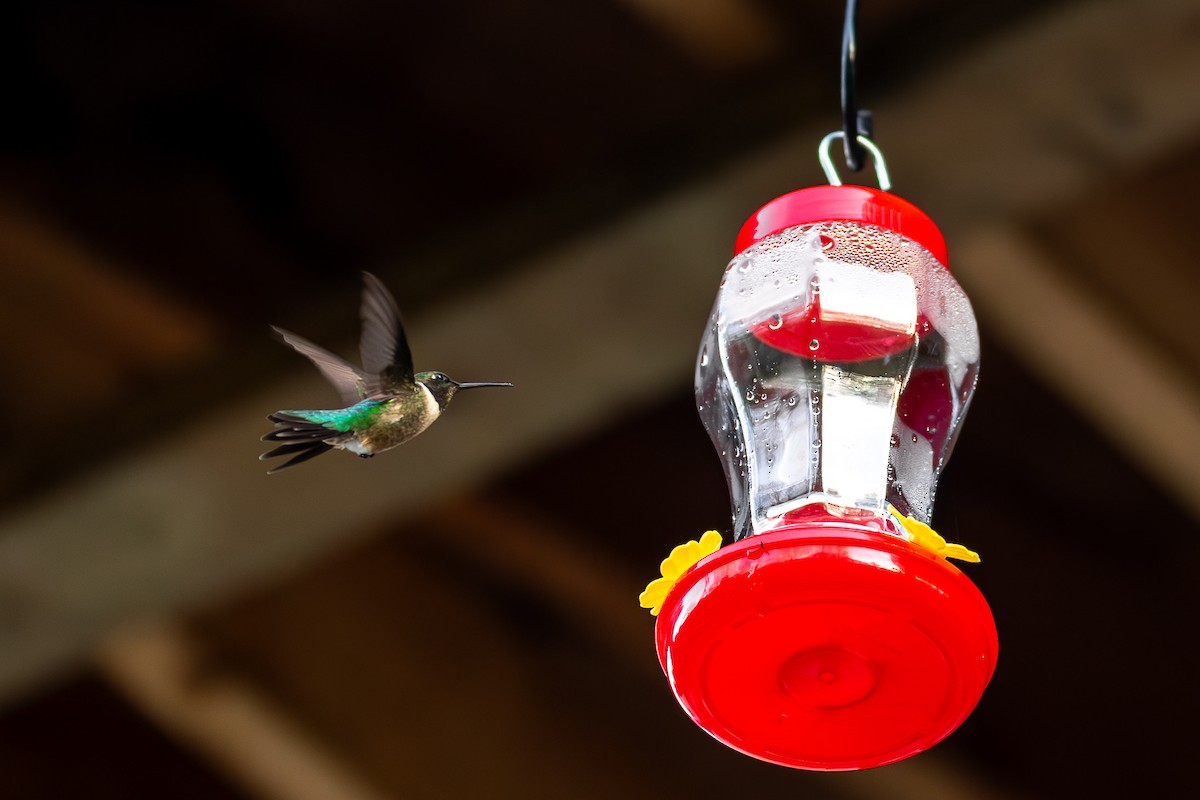 Ruby-throated Hummingbird - Maren Slay