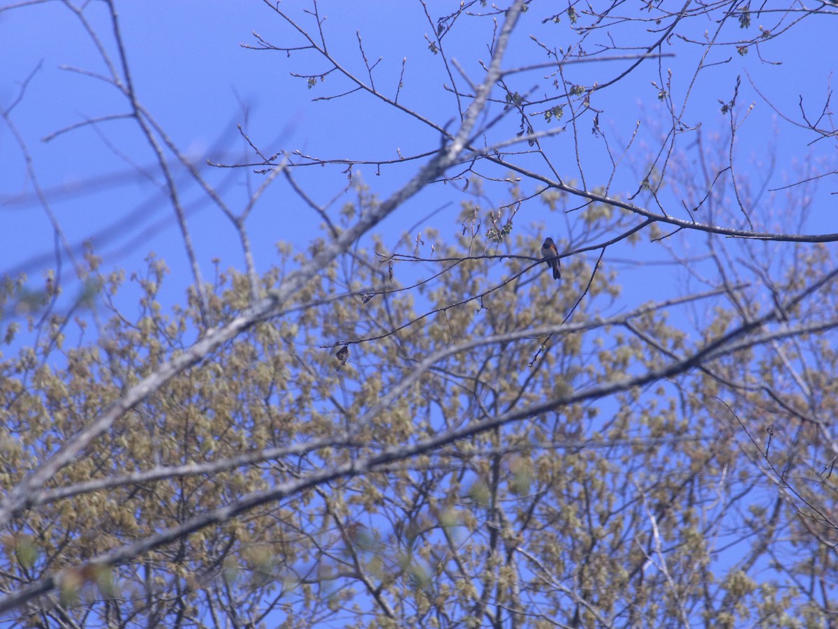 American Redstart - John Loch