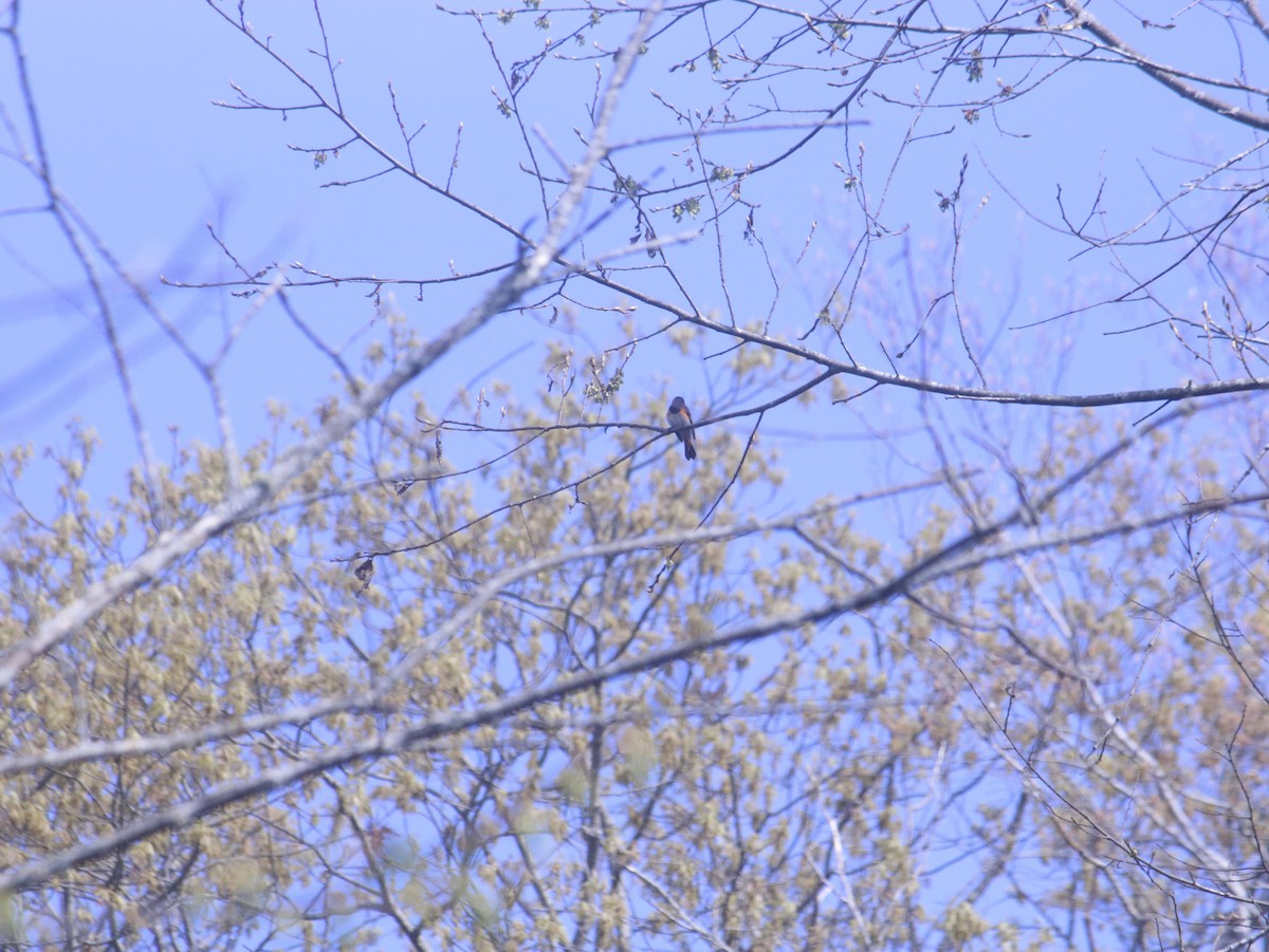 American Redstart - John Loch