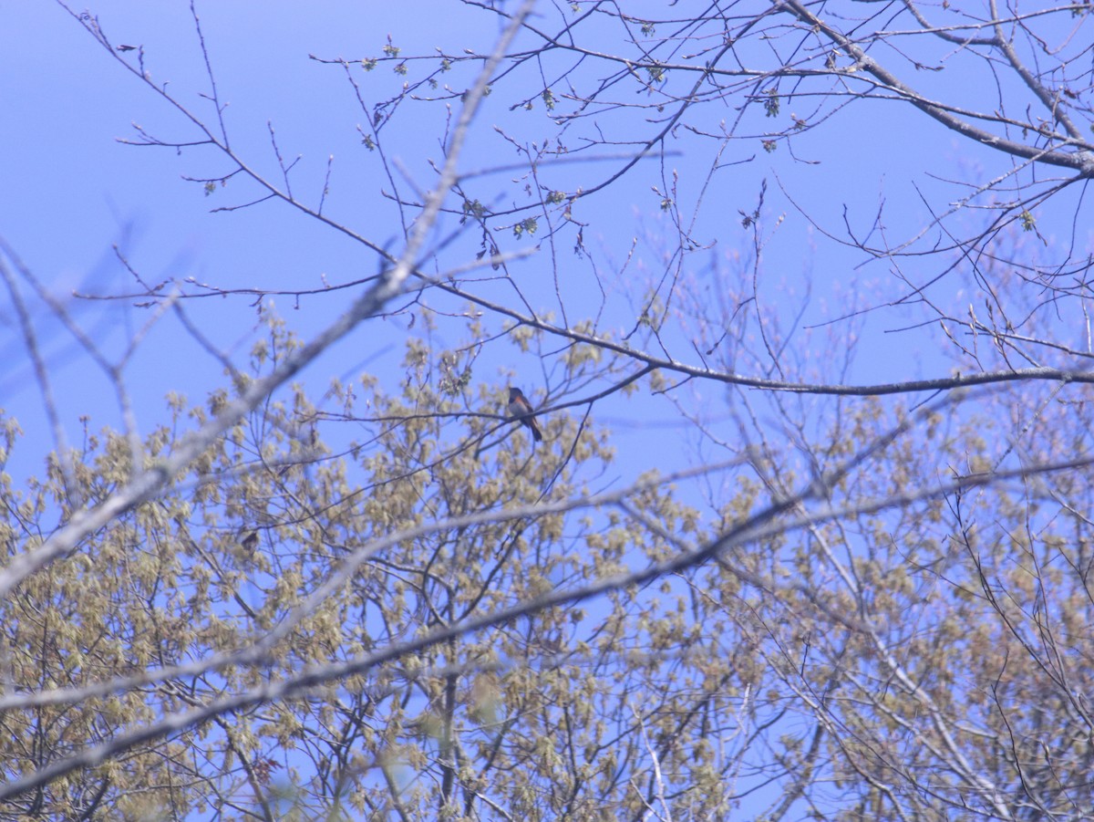 American Redstart - John Loch