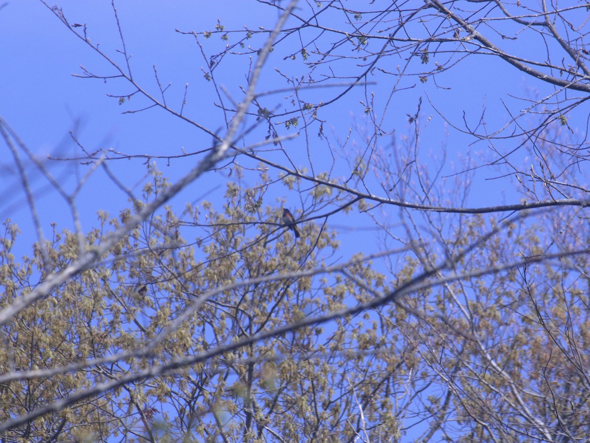 American Redstart - John Loch